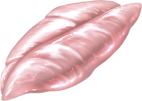 Sturgeon Fillet