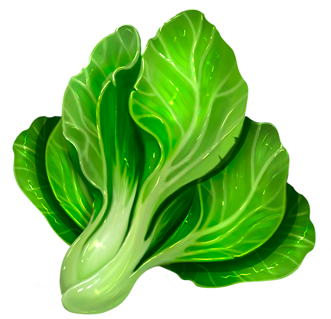Lettuce
